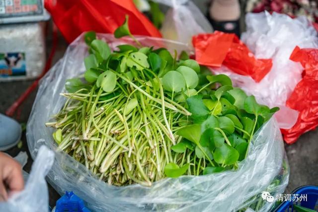 早市便宜的蔬菜，这些新鲜蔬菜你认识几个