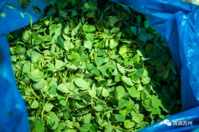 早市便宜的蔬菜，这些新鲜蔬菜你认识几个