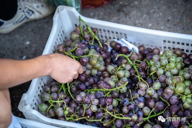 早市便宜的蔬菜，这些新鲜蔬菜你认识几个