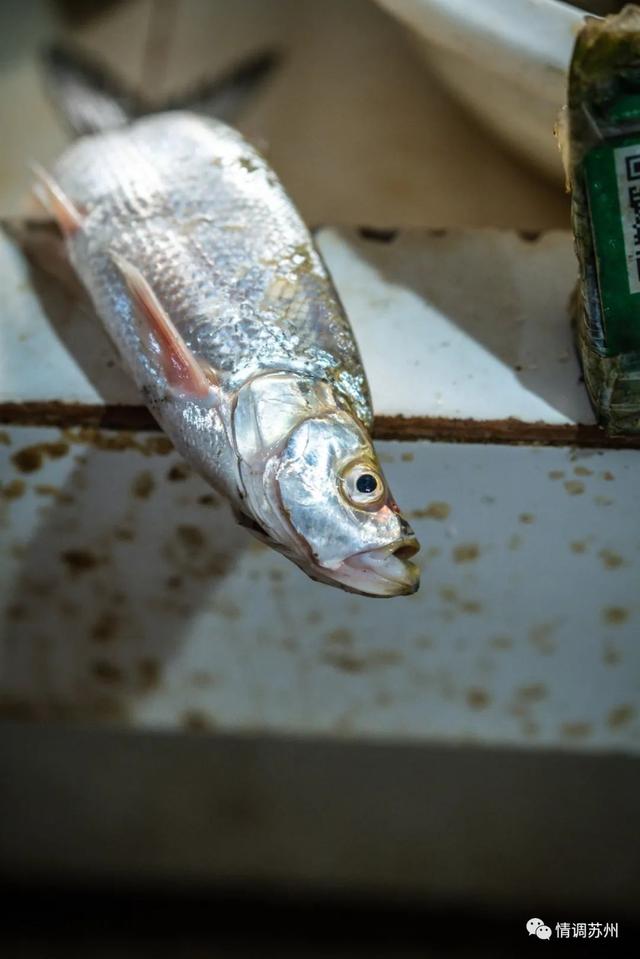 早市便宜的蔬菜，这些新鲜蔬菜你认识几个