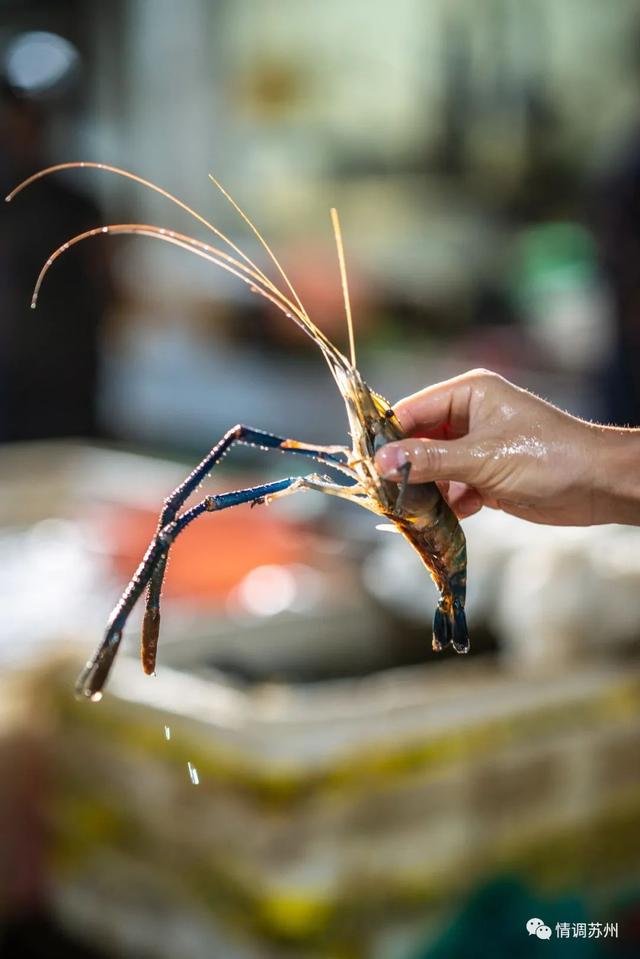 早市便宜的蔬菜，这些新鲜蔬菜你认识几个