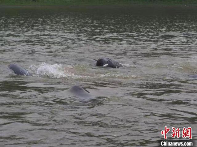 南京江豚保护公益，2022年“南京长江江豚保护主题月”启动