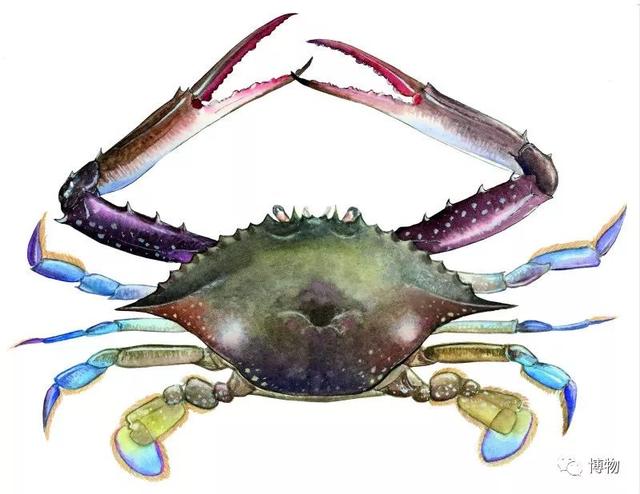 海蟹的种类与价格表图，市场常见海蟹图鉴