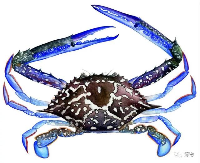 海蟹的种类与价格表图，市场常见海蟹图鉴