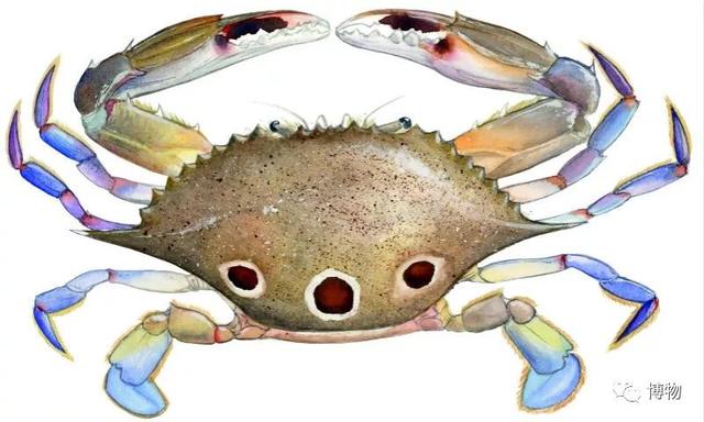 海蟹的种类与价格表图，市场常见海蟹图鉴
