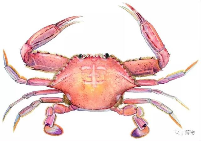 海蟹的种类与价格表图，市场常见海蟹图鉴