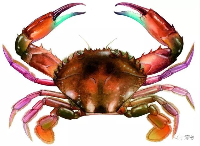 海蟹的种类与价格表图，市场常见海蟹图鉴