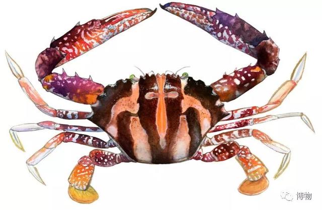 海蟹的种类与价格表图，市场常见海蟹图鉴