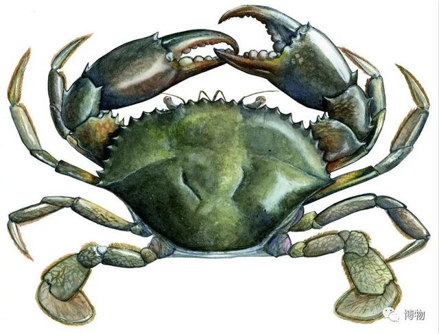 海蟹的种类与价格表图，市场常见海蟹图鉴