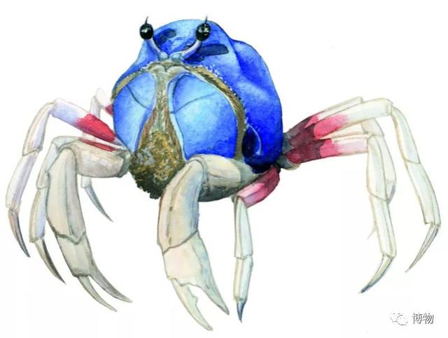 海蟹的种类与价格表图，市场常见海蟹图鉴