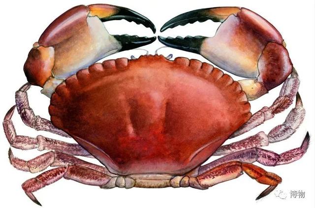 海蟹的种类与价格表图，市场常见海蟹图鉴