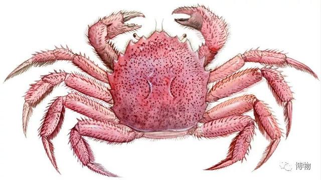 海蟹的种类与价格表图，市场常见海蟹图鉴