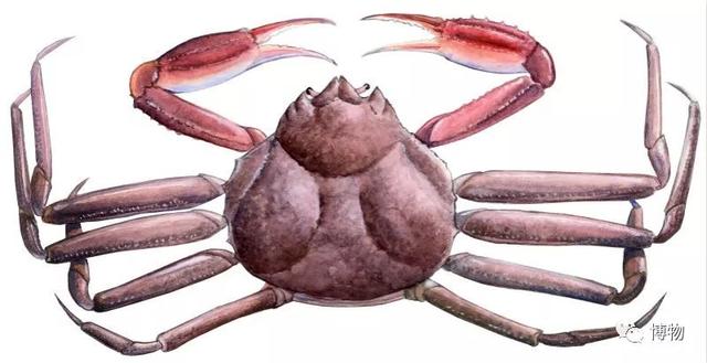 海蟹的种类与价格表图，市场常见海蟹图鉴