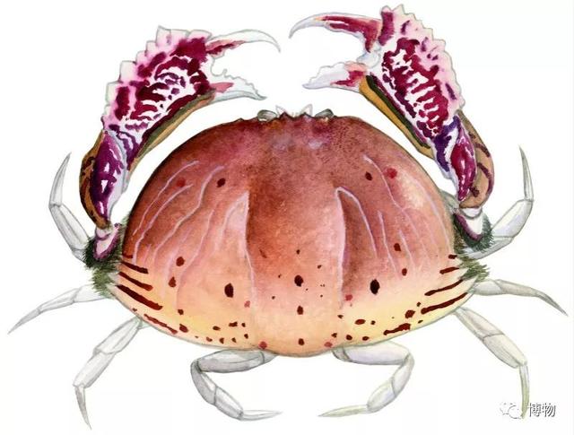 海蟹的种类与价格表图，市场常见海蟹图鉴