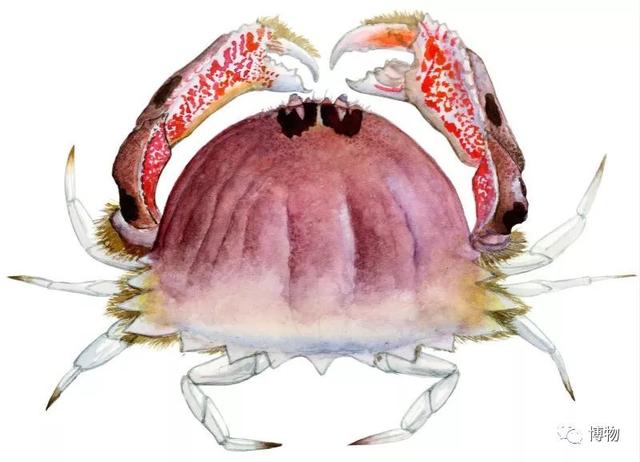 海蟹的种类与价格表图，市场常见海蟹图鉴
