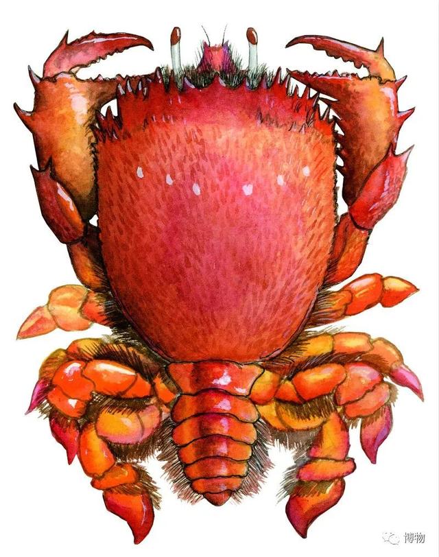 海蟹的种类与价格表图，市场常见海蟹图鉴