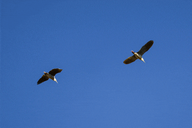入门级的微单相机哪个好，佳能全画幅微单应该如何选择
