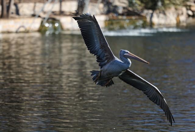 入门级的微单相机哪个好，佳能全画幅微单应该如何选择