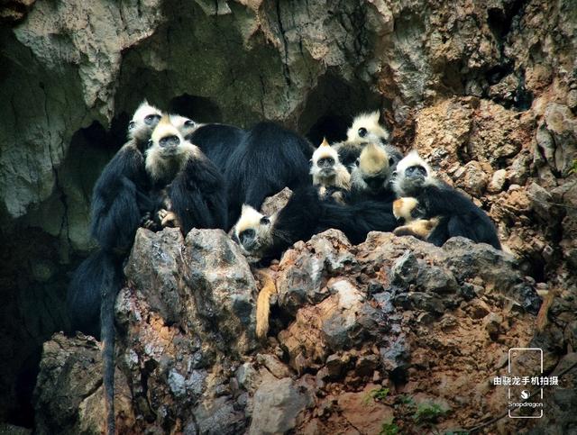 最容易发现的新物种，用科技记录自然之美