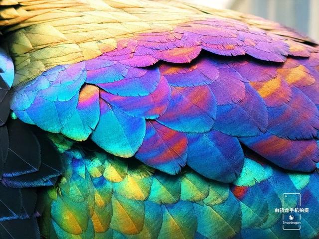 最容易发现的新物种，用科技记录自然之美