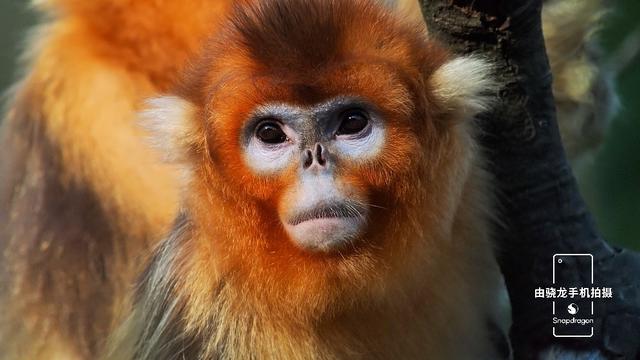 最容易发现的新物种，用科技记录自然之美