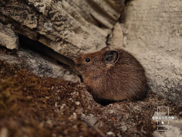 最容易发现的新物种，用科技记录自然之美