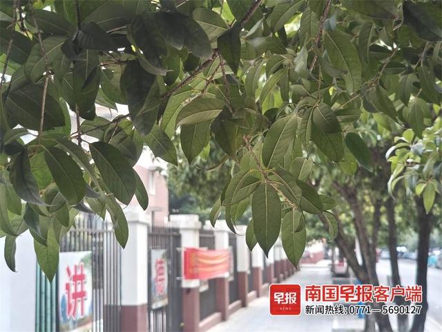 桂林看桂花的地方，桂林这些桂花终于迎来小规模初开