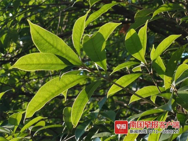 桂林看桂花的地方，桂林这些桂花终于迎来小规模初开