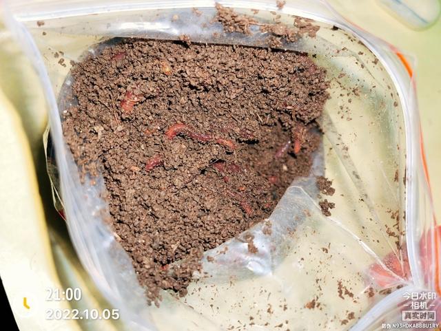 蚯蚓家庭养殖注意事项，家养蚯蚓最简单办法