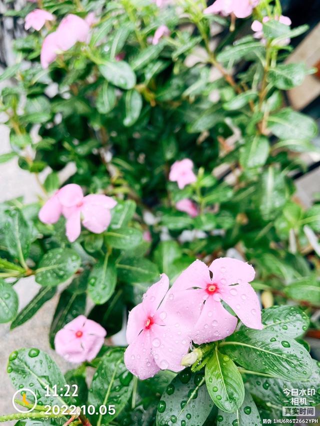 蚯蚓家庭养殖注意事项，家养蚯蚓最简单办法