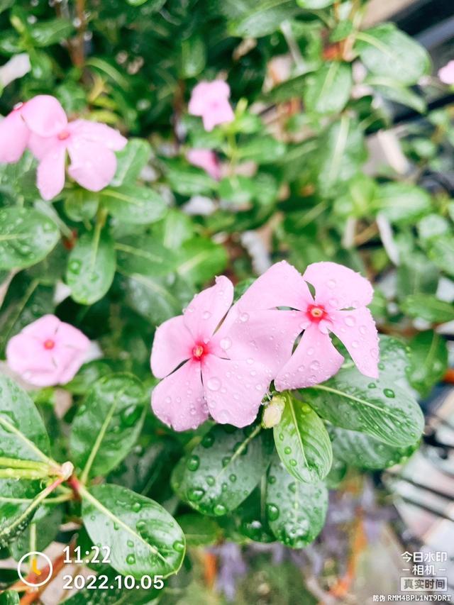 蚯蚓家庭养殖注意事项，家养蚯蚓最简单办法