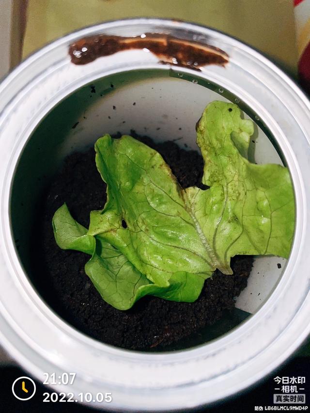 蚯蚓家庭养殖注意事项，家养蚯蚓最简单办法