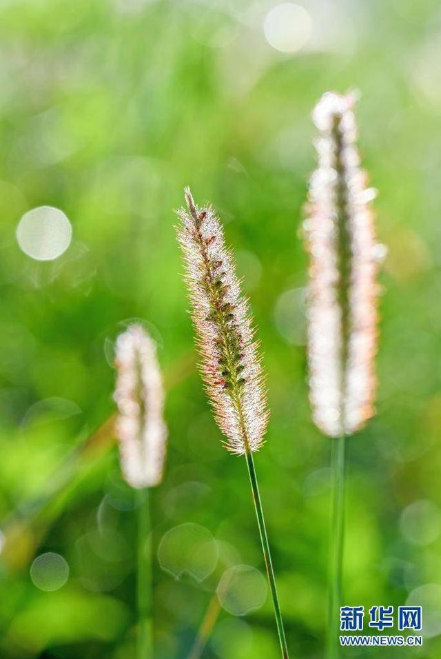 寒露节气 三候，寒露时节注意保暖养生