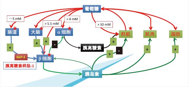 新奇糖尿病(糖尿病奇迹)