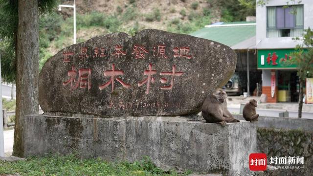 感受祁门红茶，祁门红茶真有那么出名