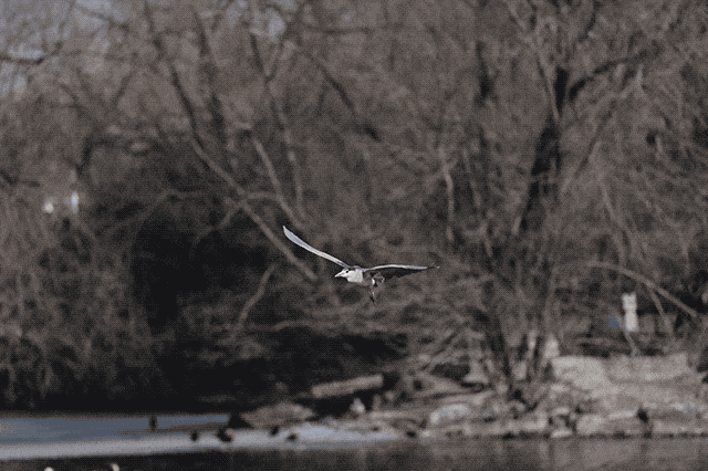 佳能eosr7和r6哪个好，编译：佳能