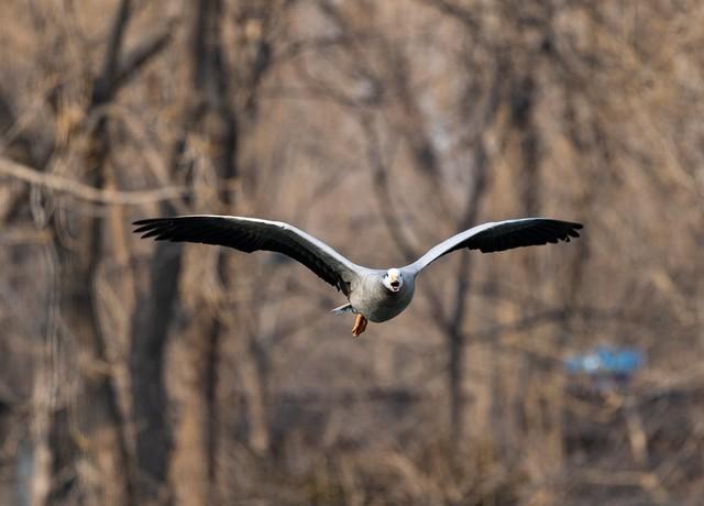 佳能eosr7和r6哪个好，编译：佳能