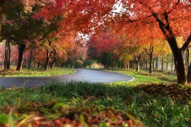 自由行内蒙白桦林景区景点推荐，枫叶林娜塔栎林