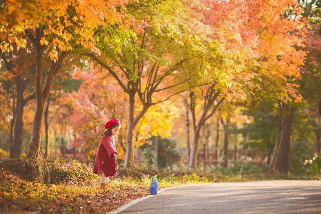 自由行内蒙白桦林景区景点推荐，枫叶林娜塔栎林