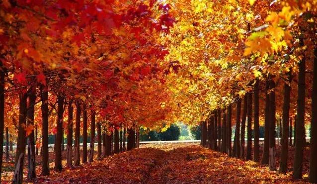 自由行内蒙白桦林景区景点推荐，枫叶林娜塔栎林