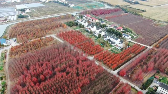 自由行内蒙白桦林景区景点推荐，枫叶林娜塔栎林