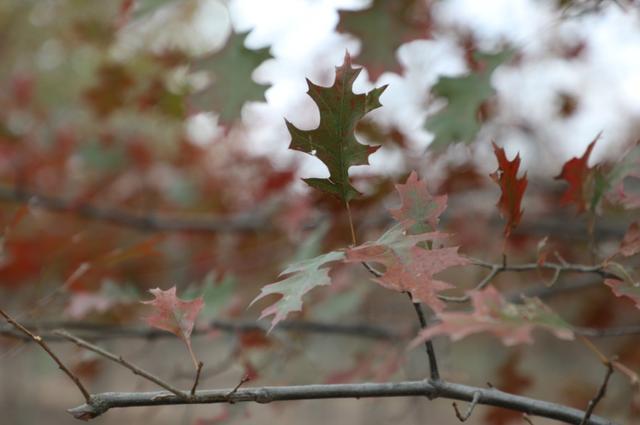 自由行内蒙白桦林景区景点推荐，枫叶林娜塔栎林