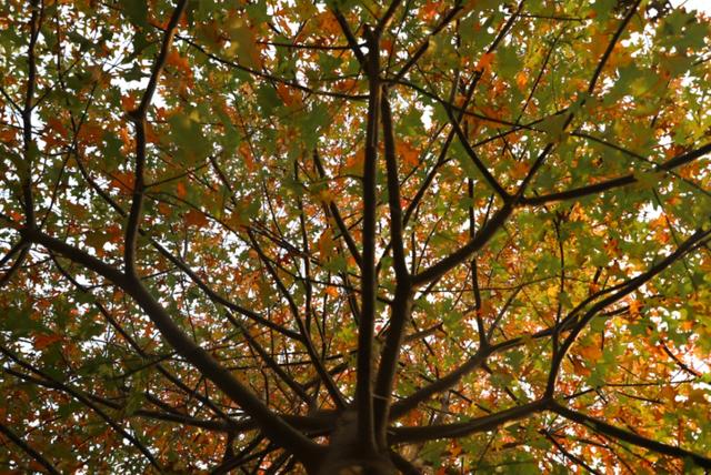 自由行内蒙白桦林景区景点推荐，枫叶林娜塔栎林