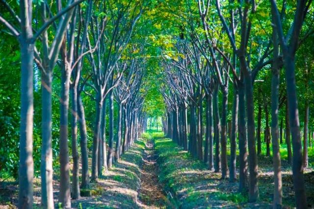 自由行内蒙白桦林景区景点推荐，枫叶林娜塔栎林