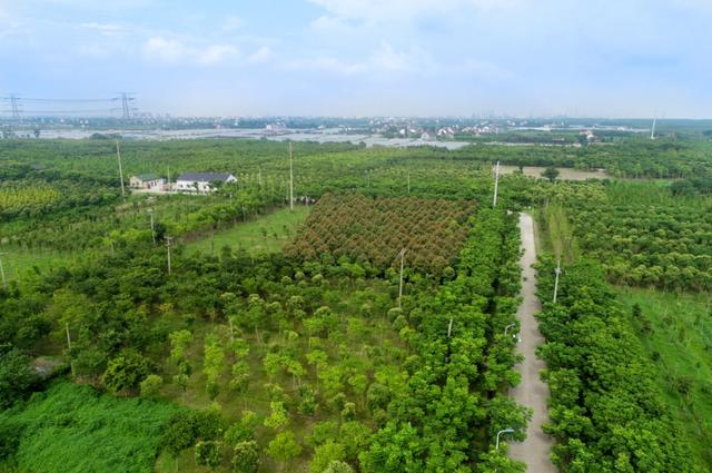 自由行内蒙白桦林景区景点推荐，枫叶林娜塔栎林