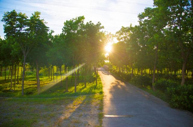 自由行内蒙白桦林景区景点推荐，枫叶林娜塔栎林
