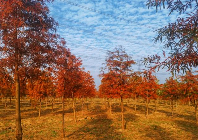 自由行内蒙白桦林景区景点推荐，枫叶林娜塔栎林