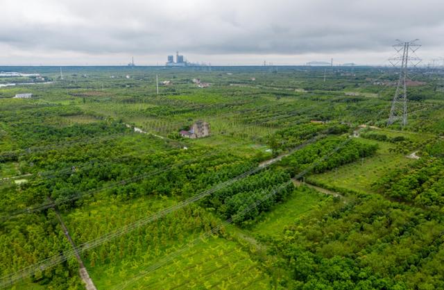 自由行内蒙白桦林景区景点推荐，枫叶林娜塔栎林