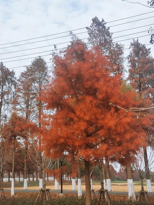 自由行内蒙白桦林景区景点推荐，枫叶林娜塔栎林