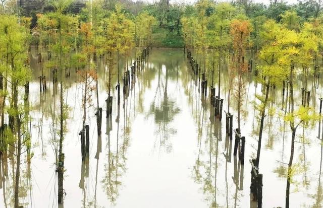 自由行内蒙白桦林景区景点推荐，枫叶林娜塔栎林